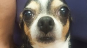 подпишись пж