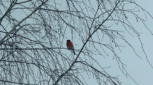 Снегири. Прилетели и запели))). Гас обследовал новые комнаты.  Уезжаем