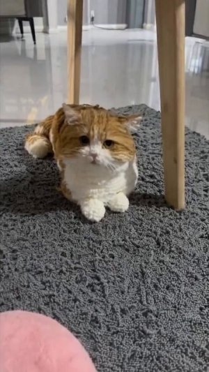 Автор видео: funny_cute_cats1