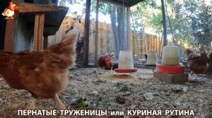 Куриная рутина – что делают куры на выгуле 😂 эпизод (139)