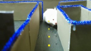 Хомяк открывает игру Pacman Maze в «Историях о хомяках»