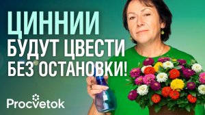 ЦИННИЯ: ОТ СЕМЯН ДО ШИКАРНОГО ЦВЕТЕНИЯ! Эффектный цветок для вашего сада