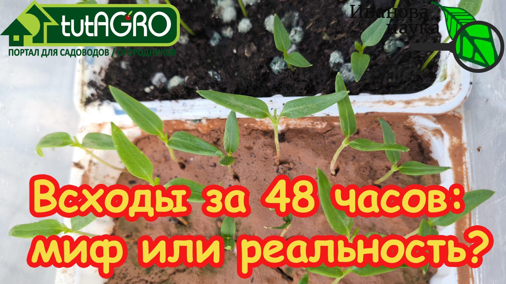 Вот почему они НЕ ВСХОДЯТ! 🌶️ 4 фатальные ошибки при посеве семян и как их исправить. 🍅