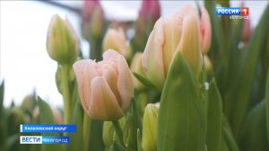 Семья из Яковлевского округа вырастила 23 сорта тюльпанов к 8 Марта