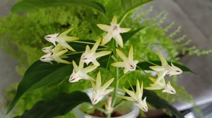 Комнатные растения🌿❤️ С началом весны☀️