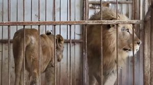 Бурых медведей, леопарда и африканских львов изъяли у жителя СНТ в Новой Москве