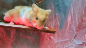 Пол из лавы с полосой препятствий для хомяков и ловушками в игре Hamster Stories