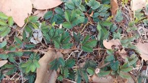 Уезжаем с Арамболя.Едем в Хампи