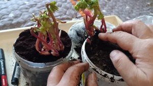 Как сохранить пион до высадки в грунт?