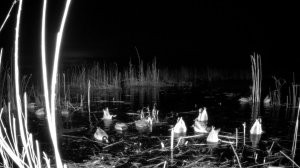 ФОТОЛОВУШКА. ВОТ ЧЕМ ЗАНИМАЕТСЯ ДИКАЯ УТКА НОЧЬЮ В ПОЛОЯХ СРЕДИ КАМЫША. Утка - Кряква. Релакс видео.