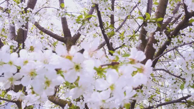 Весна, весна - ( Премьера песни, премьера видеоклипа 2026 ).