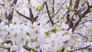 Весна, весна - ( Премьера песни, премьера видеоклипа 2026 ).