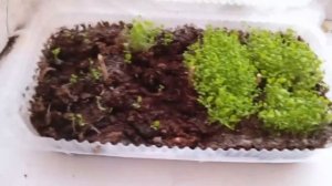 02-03-2026 обзор разпикированых растений