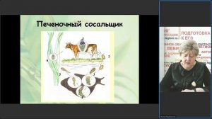 Система и многообразие органического мира: царство "Животные" в заданиях ЕГЭ и ОГЭ по биологии