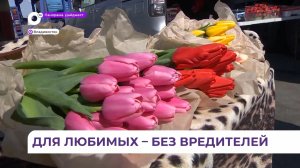 В Приморье в преддверии 8 марта проверяют тюльпаны на наличие карантинных вредителей