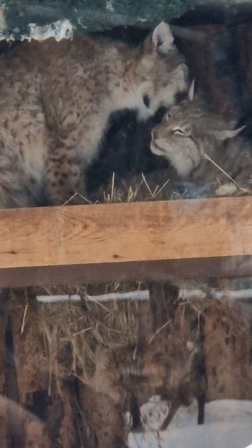 Минуты нежнлсти.