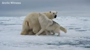 Выживание в Арктике.