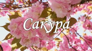 Сакура. Клип, стихи: Людмила Ураева, Муз. Владимир Фёдоров (Билунский). Поёт Валентина Чумаченко
