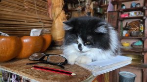 Смена сезонов, ароматные шпильки и весеннее настроение