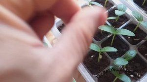 Как вырастить огурцы на подоконнике зимой