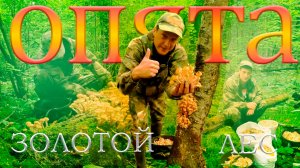 Опята в сентябре.Столько опят я ещё не видел