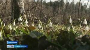 На Ставрополье распускаются первоцветы