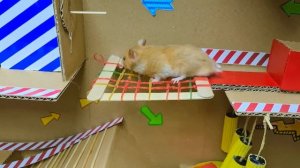 Хомяк-спасатель в «Хомячьих историях» [Полоса препятствий]