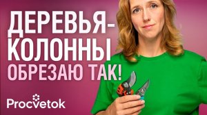 КОЛОННОВИДНЫЕ ДЕРЕВЬЯ ОБРЕЗАТЬ ОБЯЗАТЕЛЬНО! Подробно об обрезке колонновидных и компактных сортов
