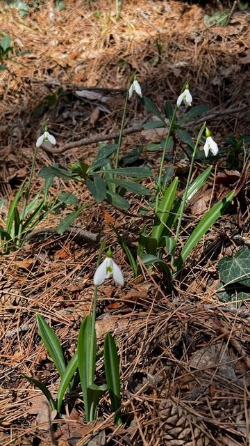 Подснежник складчатый.