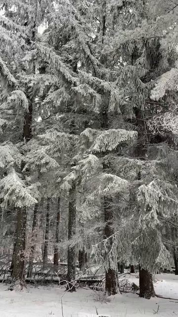 Зима в ГПЗ «Ялтинский горно-лесной».