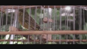 Национальный Клуб "Русская Канарейка".