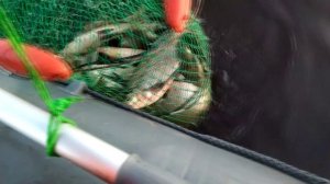 Речная рыбалка с отличным результатом .