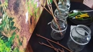 Как я черенковала виноград))). Первый раз, но получилось!!!!!