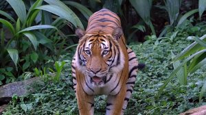 Исследуйте пышные тропические леса, наполненные  редкими видами диких животных