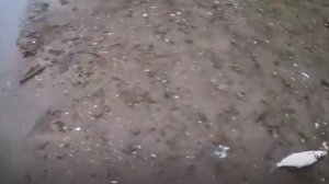 ✔Летняя🌄 рыбалка🎣 на реке🌊 Дёма. Сопа первая🐬✔