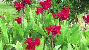 Цветы Канна: уход и главное о быстрорастущем цветке