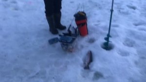 поимка форели на силикон