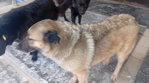 1000014296.mp4 Или я просто собак не узнала возле больницы?