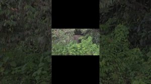 Животные Борнео - карликовый кричащий слон!