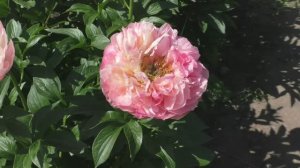 Andenken an Kurt Schroeter