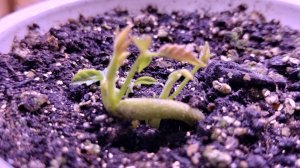 Проращивание грецкого ореха в домашних условиях