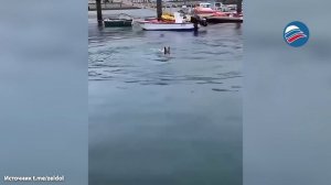 Вы видели такую дружбу? Пёс и дельфин играют в море