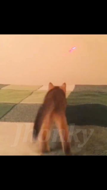 Gatos graciosos🤣😂#parati #videoshort #cat #funny #gatos #viral #parati #youtub