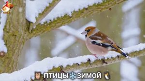 Птицы зимой в лесу 🐦🦉 🦤 видео для отдыха душой 🦅🌲(18)