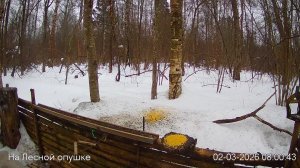 LIVE: На лесной опушке. Природа онлайн