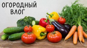 Огородный влог Начались посадки и как всегда болтаю обо всем