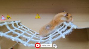 Полоса препятствий, хомячий лабиринт с ловушками и змеей из «Истории хомяка»