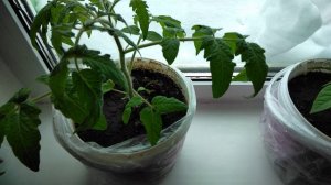 Перец и помидор