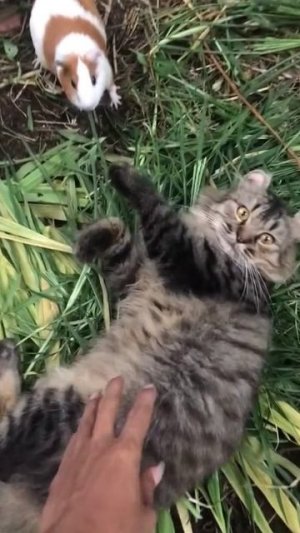 Ну вы свиньи конечно