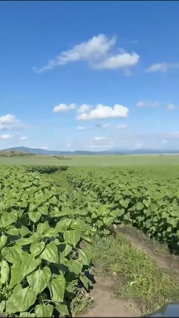 Продаю Агро предприятие в Алтайском крае